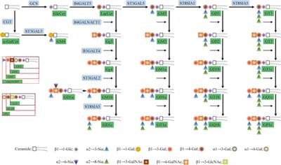 Biological Roles of Aberrantly Expressed Glycosphingolipids and Related Enzymes in Human Cancer Development and Progression